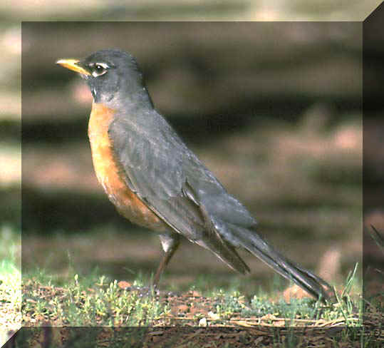 AMERICAN_ROBIN.JPG (35084 bytes)