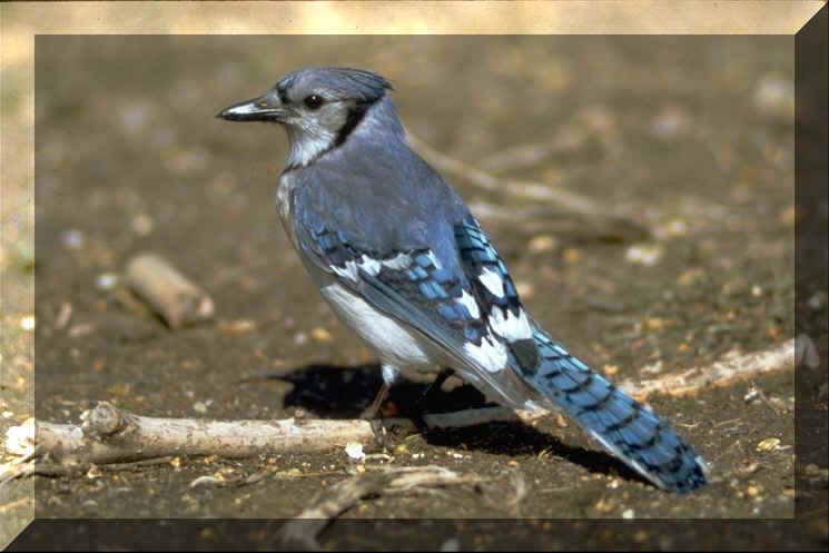 BLUE_JAY_MED.JPG (53447 bytes)