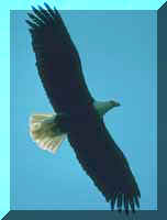 EAGLESOAR.JPG (2906 bytes)