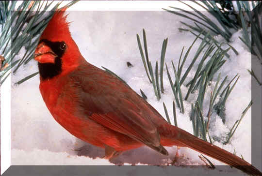 NORTHERN_CARDINAL.JPG (72767 bytes)