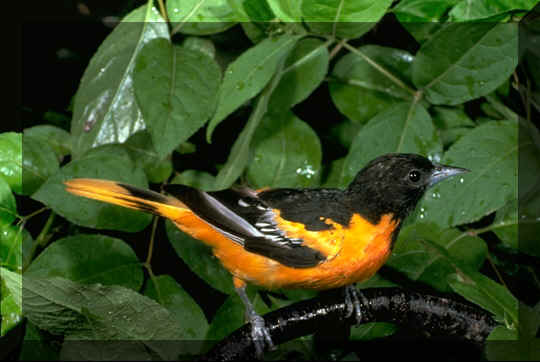 NORTHERN_ORIOLE.JPG (67137 bytes)