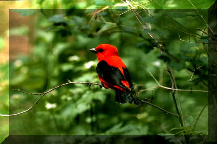 SCARLET_TANAGER_MED.JPG (53550 bytes)