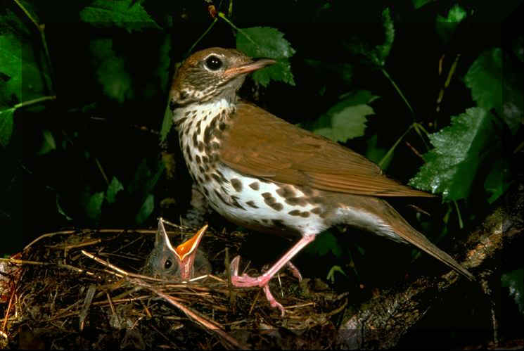 WOOD_THRUSH_MED.JPG (61327 bytes)